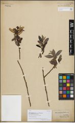 Foto von Salix longipes var. pubescens Andersson